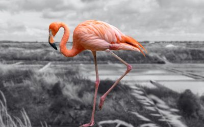 Atelier : Connaître Provence Méditerranée pour travailler