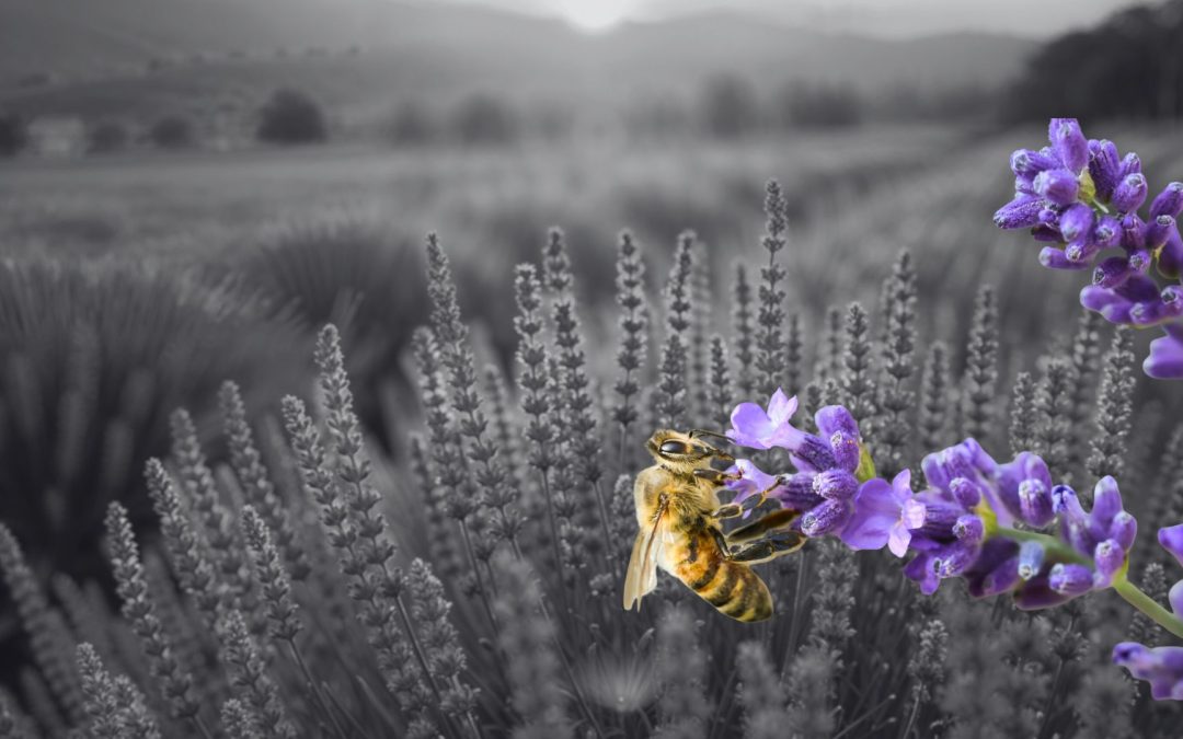 Atelier : Connaître Provence Méditerranée pour travailler